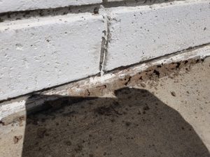 termite mudding on brickwork of house (Small)